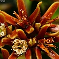 Ceriops australis (Smooth-fruited Yellow Mangrove) in Lake Street in Cairns<br />Canon KDX (400D) + EFS60 F2.8 + SPEEDLITE 380EX